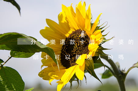 分期樂還款卡綁定老婆的卡可以嗎-分期樂綁卡可以綁別人的嗎