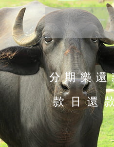 分期樂還款怎么到還款日變少了-分期樂還款日還款了額度怎么用不了