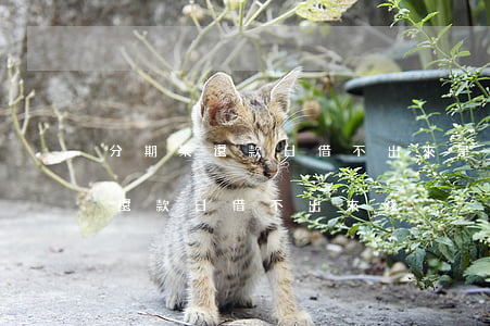 分期樂還款日借不出來是怎么回事-分期樂還款日借不出來錢