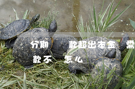 分期樂還款超出本金還需要還嗎-分期樂還款不夠怎么辦