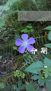 分期樂鎖定期能協(xié)商一次性還款嗎-分期樂鎖定分定還款期限可以解除嗎