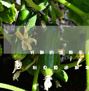 分期的信用卡逾期了怎么還本金(分期還款的利息算逾期本金嗎)