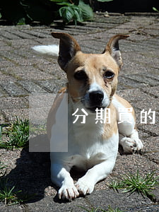 分期買的免息嗎(分期免息買東西劃算嗎)