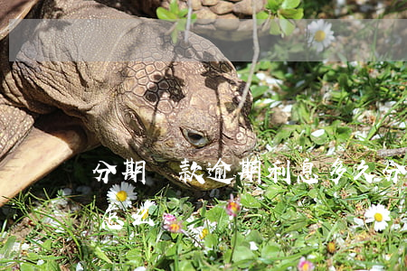 分期貸款逾期利息多久(分期付款逾期幾天會怎么樣)