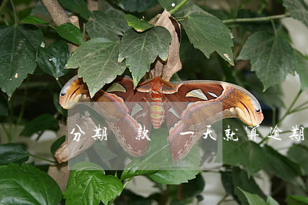 分期貸款過一天就算逾期