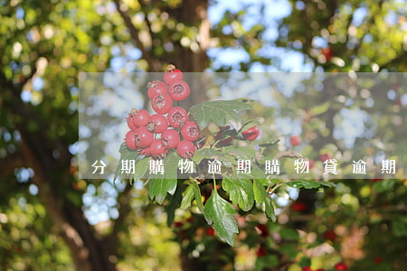 分期購物逾期（購物貸逾期）