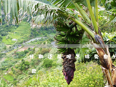 分期还花呗怎样免息(分期还花呗怎样免息还款)