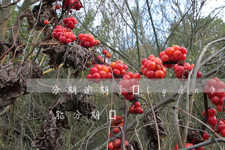 分期逾期了嚴(yán)重嗎(分期逾期過還能分期嗎)