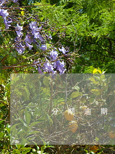 分期逾期了已經(jīng)還了有影響嗎
