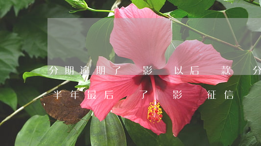 分期逾期了會影響以后貸款嗎(分期付款逾期半年最后還了會影響征信嗎)