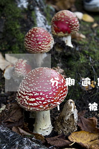 分期逾期后收到起訴狀(來分期逾期會(huì)被法院起訴嗎?)