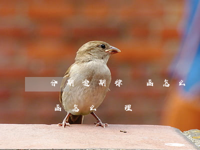 分期逾期律師函怎么處理(貸款逾期收到律師函怎么處理)