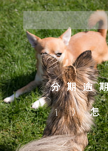 分期逾期打工有影響嗎-分期逾期會(huì)怎么樣