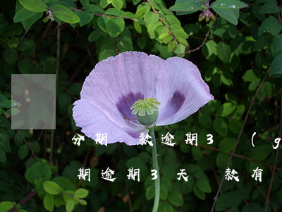 分期還款逾期3個(gè)月可以起訴(來分期逾期3天還款有沒有事)