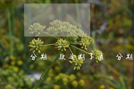 分期還款逾期了法條(分期付款逾期怎么還款)