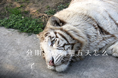 分期還款逾期五天怎么辦(分期付款逾期兩天了會怎樣)