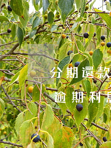 分期還款逾期利息怎么計算案例-分期還款逾期利息怎么計算案例視頻