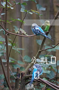 分期還款逾期如何處理(分期付款逾期了怎么辦)