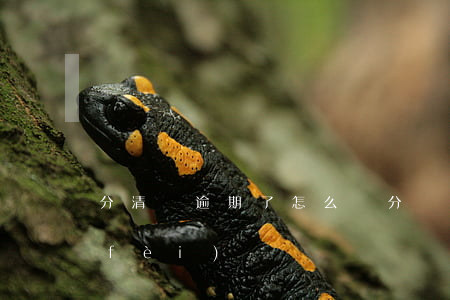 分清樂逾期了怎么辦(分樂逾期還有逾期費(fèi)嗎?)