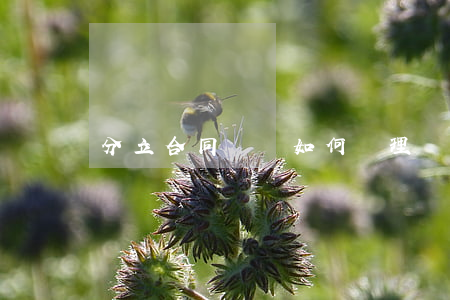 分立合同糾紛如何處理