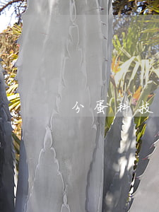 分蛋科技逾期上征信嗎