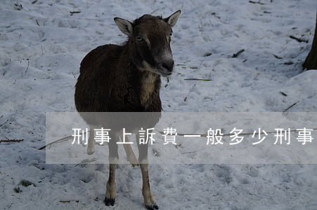 刑事上訴費一般多少(刑事上訴費是多少錢)