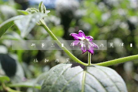 刑事二審律師的作用(律師在刑事案件中的地位和作用)