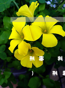 刑事審判監(jiān)督程序辯護(hù)詞(刑事一審辯護(hù)詞)