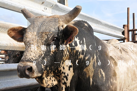 刑事律師一個(gè)月多少錢(請(qǐng)一個(gè)刑事律師需要多少錢)