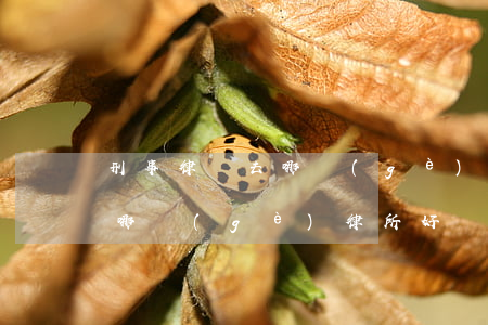 刑事律師去哪個(gè)律所好(刑事律師去哪個(gè)律所好)
