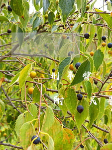 刑事律師法院閱卷可以復(fù)印嗎(刑事附帶民事律師可以閱卷嗎)