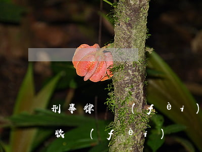 刑事律師費(fèi)用一般多少(刑事律師收費(fèi))