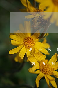 刑事拘留可以转为司法拘留吗(已经行政拘留转为刑事案件)