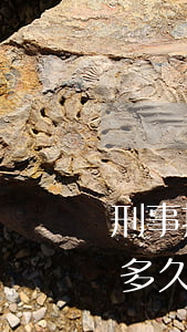 刑事拘留導(dǎo)致花唄逾期(花唄逾期多久會被起訴?花唄逾期被起訴)