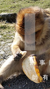 刑事拘留律師能起到什么作用(被拘留了找律師有什么用?)
