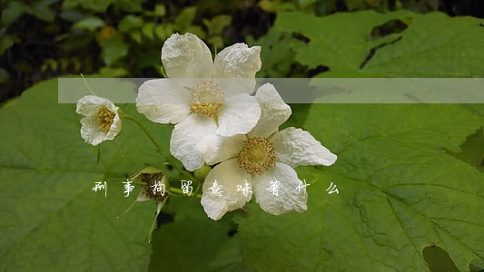 刑事拘留意味著什么