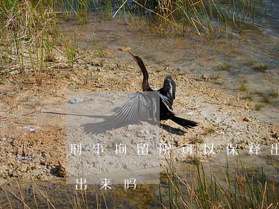 刑事拘留所可以保释出来吗(被拘留可以保释出来吗)