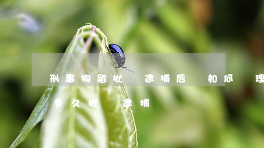 刑事拘留批準逮捕后會如何處理(刑事拘留后多久批準逮捕)