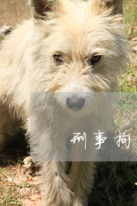 刑事拘留期间信用卡逾期(因拘留信用卡逾期)