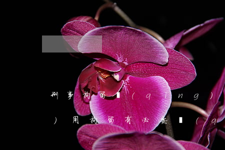 刑事拘留請(qǐng)律師都沒(méi)用(拘留有必要請(qǐng)律師嗎)