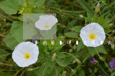 刑事拘留請律師有用嗎(拘留請律師有什么用)