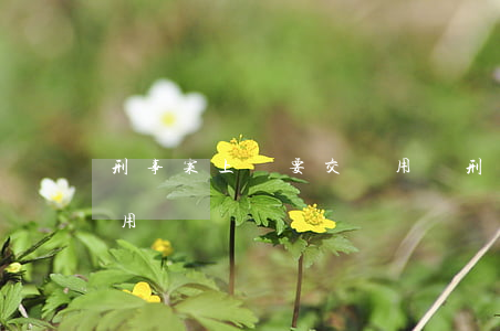 刑事案上訴要交費用嗎(刑事上訴需要多少費用)