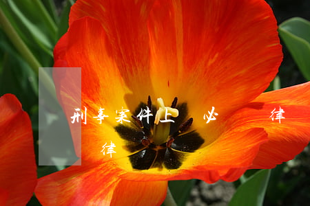 刑事案件上訴必須請律師嗎(刑事上訴必須要請律師嗎)