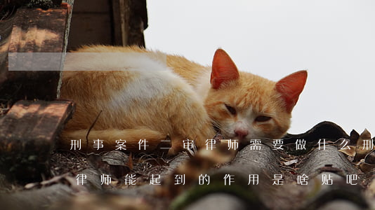 刑事案件二审律师需要做什么(刑事案件二审律师能起到的作用是啥贴吧)