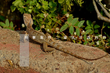 刑事案件二審法官改判的前兆