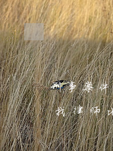 刑事案件什么时候找律师(刑事案件什么时候找律师比较合适)