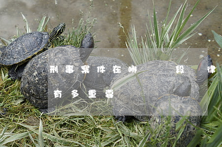 刑事案件在哪個階段請律師好(刑事案件律師有多重要)