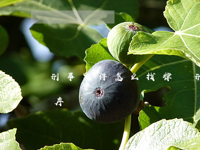 刑事案件怎么找律師(刑事案件律師的辦案程序)