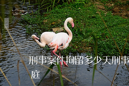 刑事案件拘留多少天(刑事案件拘留多少天開庭)