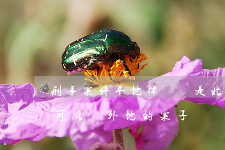 刑事案件本地律師還是北京律師(北京的律師可以辦外地的案子嗎)